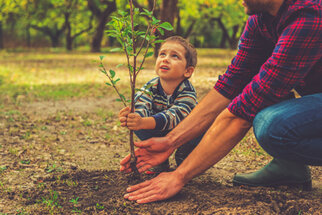 An adult helps a child plant a small tree in the ground. Both are focused on the plant.