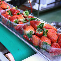 Fresh strawberries in clear containers on a conveyor belt, ready for packaging or shipping.