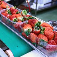 Fresh strawberries in clear containers on a conveyor belt, ready for packaging or shipping.